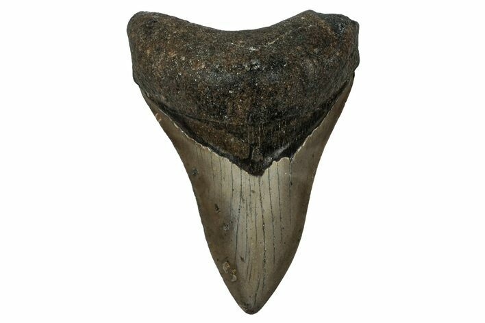 Fossil Megalodon Tooth - North Carolina #351183